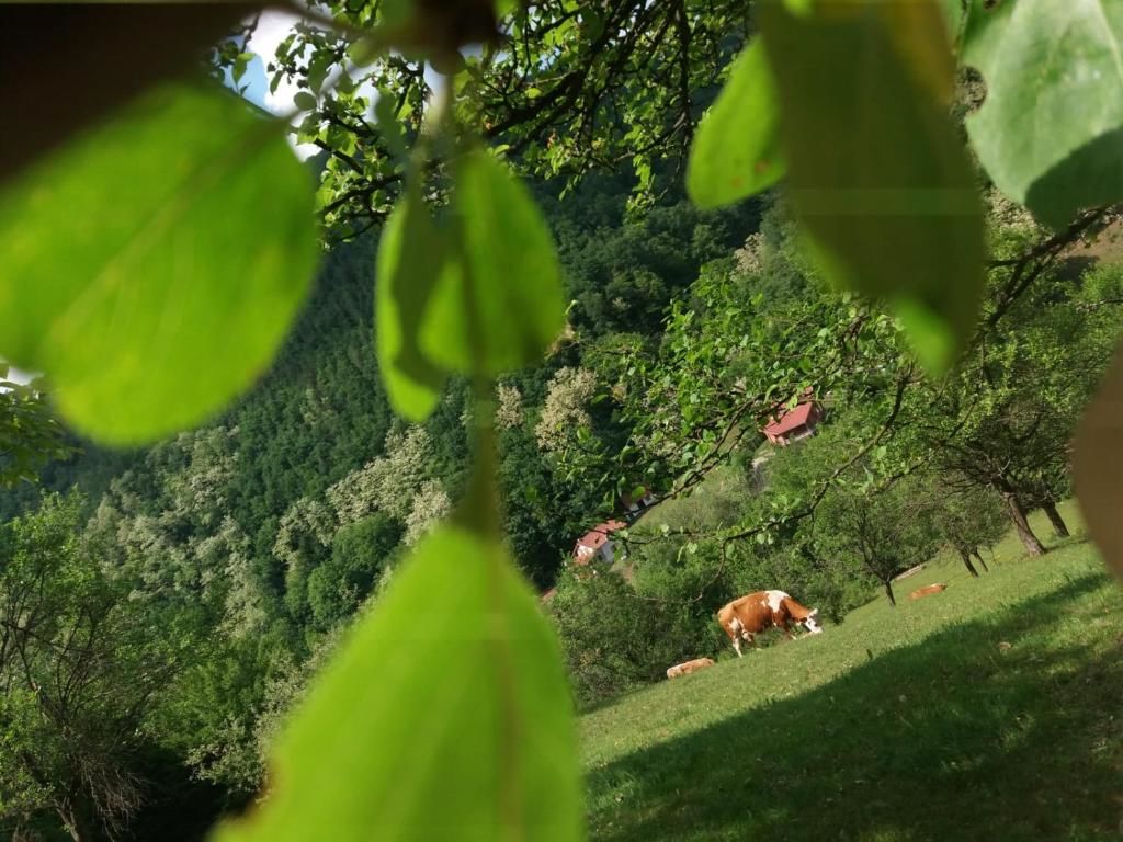 Дома для отпуска Casă de vacanţă Pianu de Sus